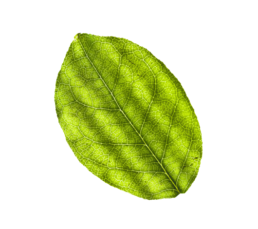 image of leaf